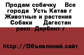 Продам собачку  - Все города, Усть-Катав г. Животные и растения » Собаки   . Дагестан респ.,Дербент г.